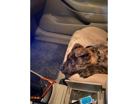 Güzel yapılı aşılı 3 aylık presa canario