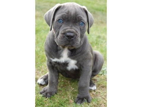 Sağlıl ve ırk garantili cane corso