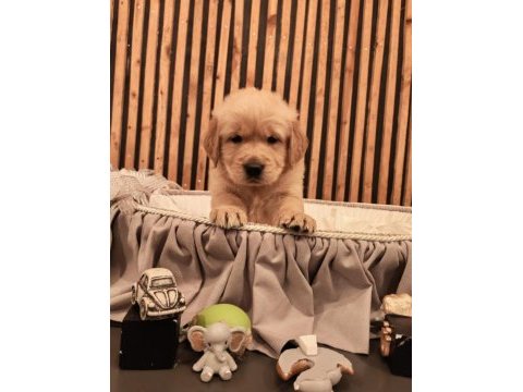 Golden retriever köpeğimiz