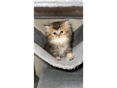 Safkan iran chinchilla yavruları
