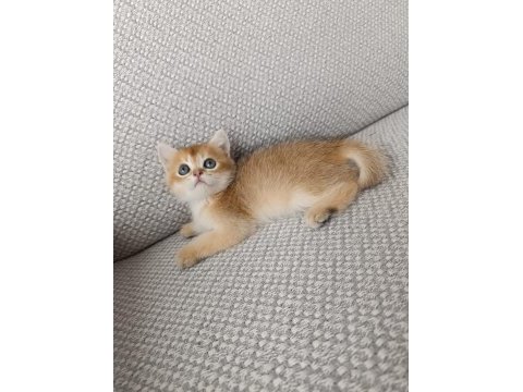 Safkan british golden shorthair yavrular