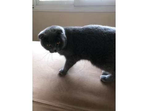 Scottish fold kedim