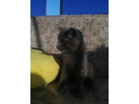Güzel cins kedi
