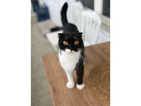 Scottish fold kedimiz ücretsiz