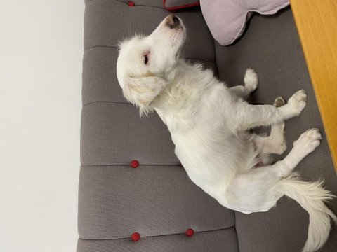 Köpeğimize maddi manevi aile olur musunuz