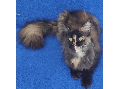 A kalite maincoon yavrumuz teslime hazırdır