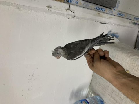 İlan tarihinden bir hafta sonra yeme düşecek wf sultan