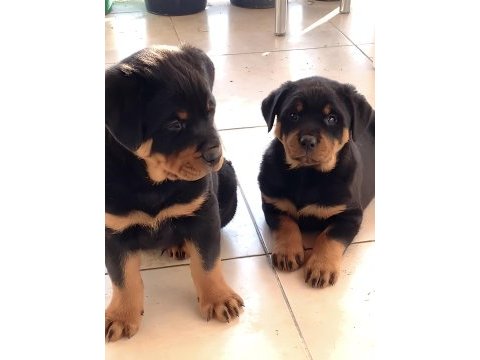 Varsa daha iyisi rottweiler o da annesi