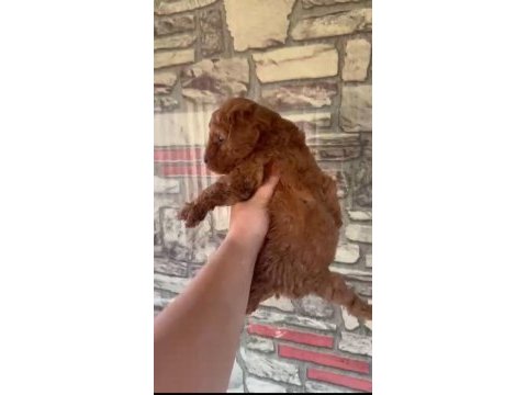 Dunya tatlısı poodle mınıklerımız