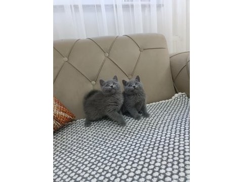 Brtish shorthair yavrular