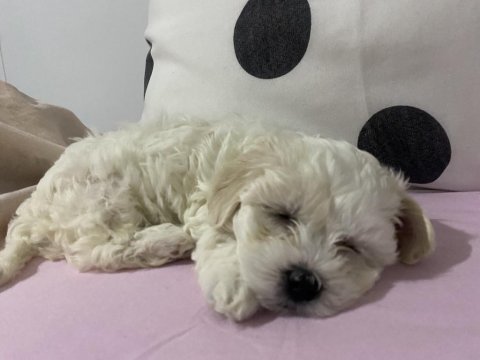 Maltese 1 numara