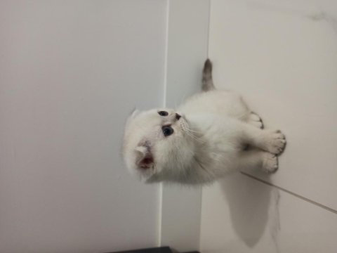 Satılık scottish fold
