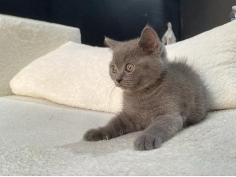 British shorthair blue ve blue point bebekler