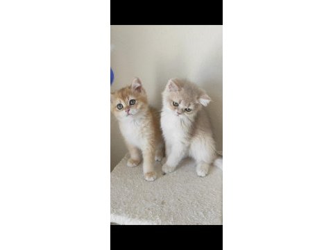 Saf kan british shorthair yavrular