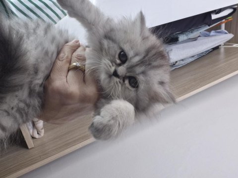 Chinchilla 2 aylık yavru kedimiz