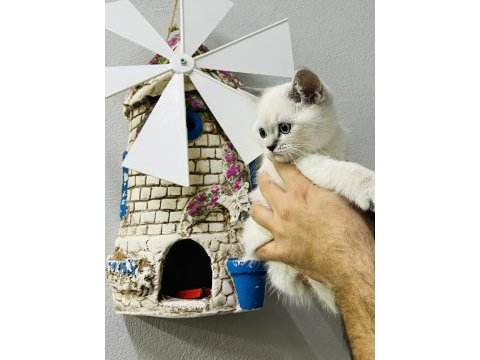 Safkan british shorthair bebekler
