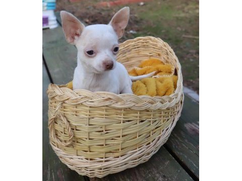 Chihuahua dişi elma kafa küt burun a kalite