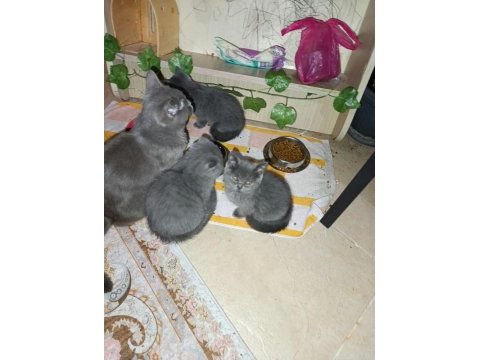 Ev üretimi erkek ve dişi british shorthair