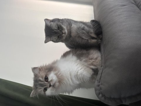 British longhair 3 yaşında