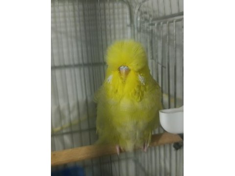 Show jumbo 3 aylık muhabbet kuşu