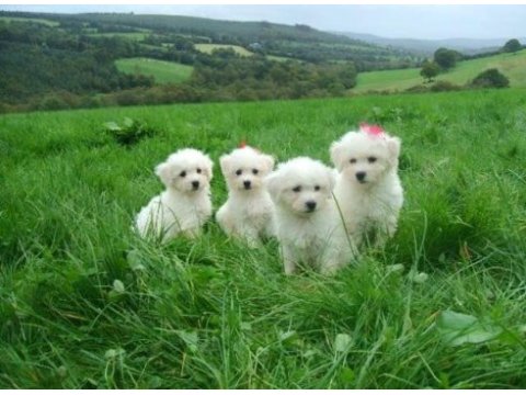 Maltese terrier yavrularımız canlı görerek alabilirsiniz