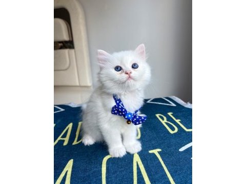 Kaliteli silver white british longhair bebekler