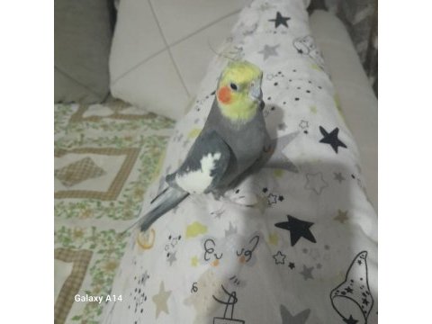 A kalite sultan papağanı