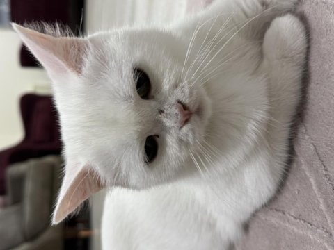 1,5 yaş dişi british shorthair