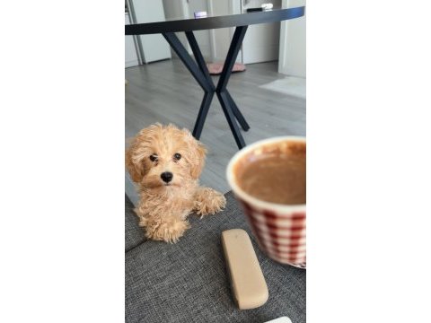 Maltipoo 7 aylık dişi