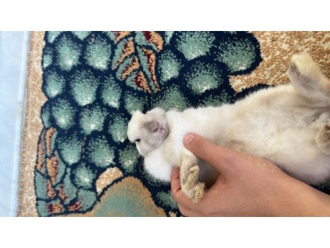 6 aylık cüce tavşan iyi bakabilecek bir aileye