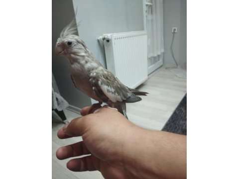 Hazır takım sultan papağanı