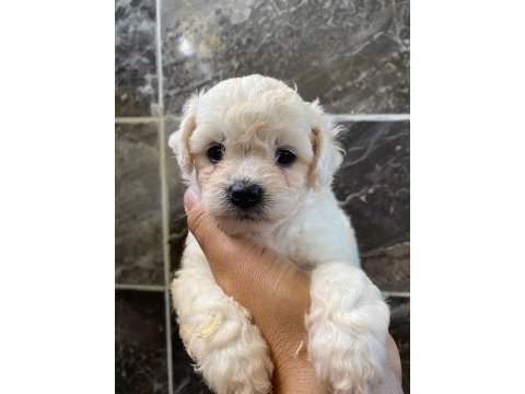 Minyatür orjinal morkie yavrular