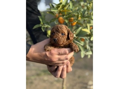 Sevgi ile büyüyen poodle yavrularım yeni ailelerini arıyor