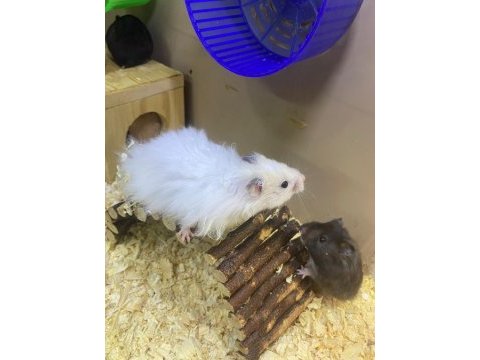 Kafes çeşitleri hamster yavru yetişkin