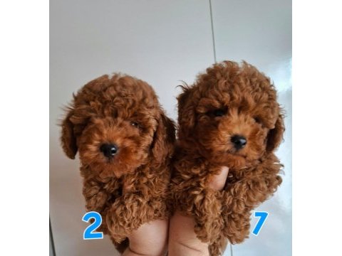 Yavru erkek toy poodle