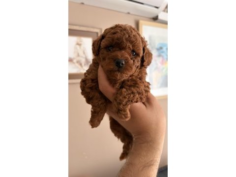 Toy poodle yavruları