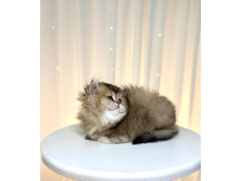 Show class ny25 british longhair prenses