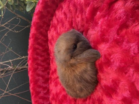Aşırı tatlı full orjınal mini lop tavşan bebekler