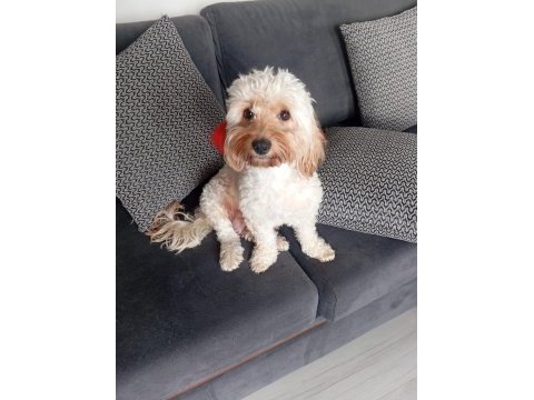 2 aylık maltipoo kaliteli yavru