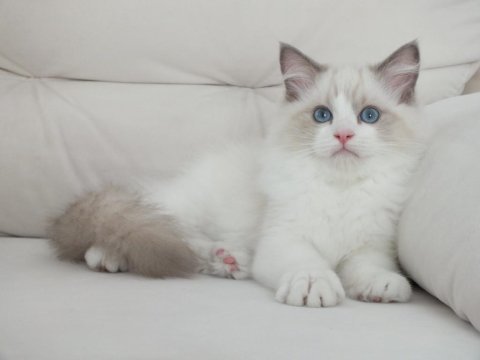 Full şecereli ragdoll yavruları