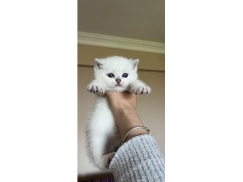 Erkek lynx point scottish fold yavrularım