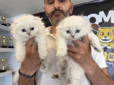 En güzel scottısh fold yavrular brıtısh yavrular ankara 