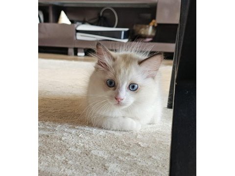 Şecereli anne ve babadan bicolor ragdoll yavrularımız