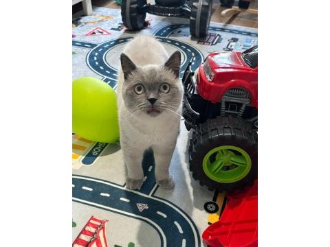 Sevimli british shorthair blue point kedimizi sahiplendirmek