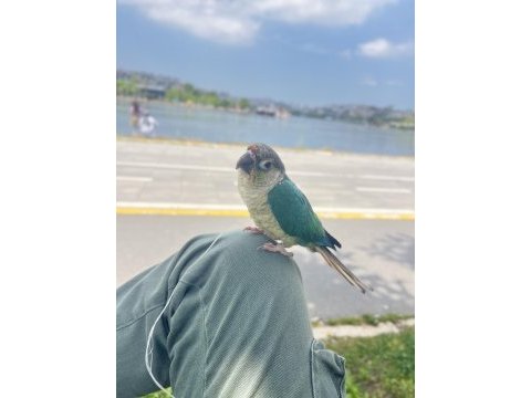 Full evcil turkuaz konur 5 aylık