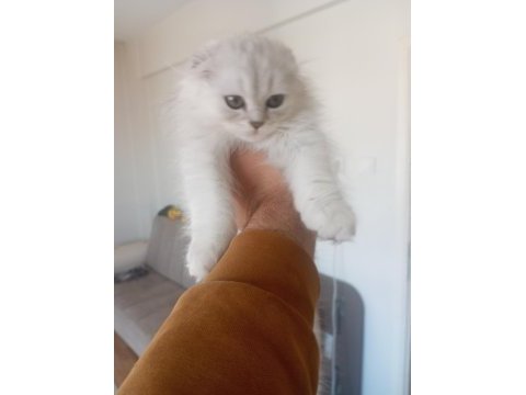 Scottish fold 3 buçuk aylık erkek