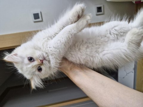 Uygun puanlı beyaz tüy mavi göz british longhair yavru