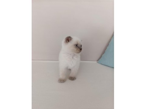 Çok uyguna vereceğim yavru scottish fold