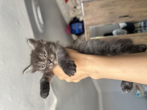 Yakışıklı kara afacan kedimiz