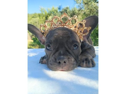 French bulldog ile farklı bağlar kurabilirsiniz